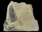 Pennsylvanian Fossil Fern (Neuropteris & Alethopteris) - Kansas #65466-1